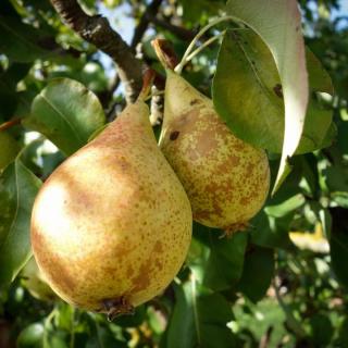Birne Bocs Flaschenbirne