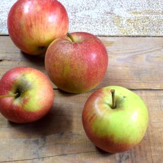 Apfel Glockenapfel