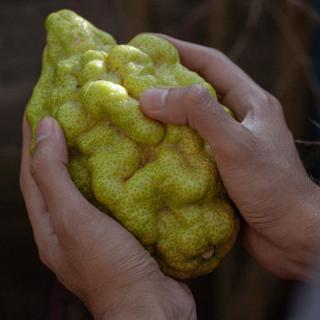 Zitronat-Zitronen Diamante