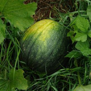 Wassermelonen Mini  ´1,2-1,6kg