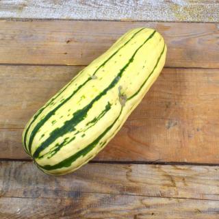 Kürbis Bush Delicata
