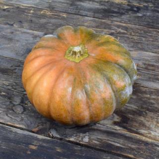 Kürbis Muscade de Provence ca.4kg