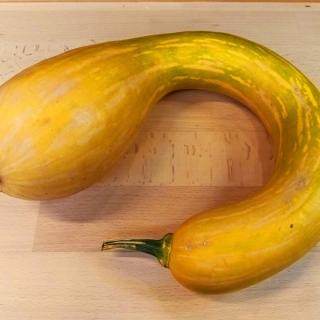 Kürbis Trombetta Di Albenga