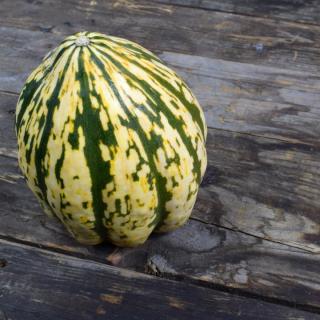 Kürbis Eichel/Acorn