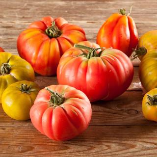 Tomaten Ochsenherz Aurea