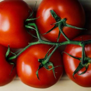 Tomaten am Strauch