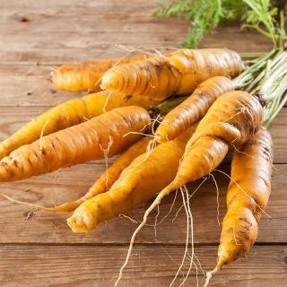 Möhren GELB Gelbe von Tabor