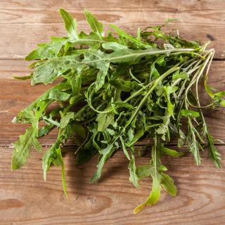Rucola