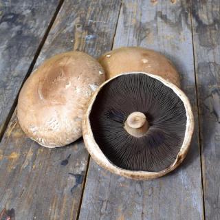 Champignon Portobello