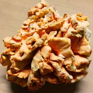 Schwefelporling "Chicken of the wood"