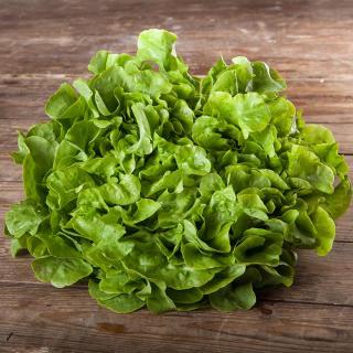 Salat Eichblattsalat grün samenfest