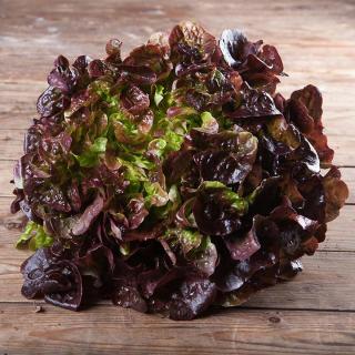 Salat Eichblatt rot
