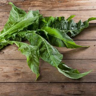 Salat Rucola lose samenfest