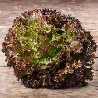 Salat Batavia rot