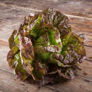 Salat Kopf grün