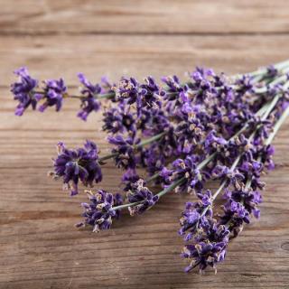 Lavendel mit Blüte im Bund