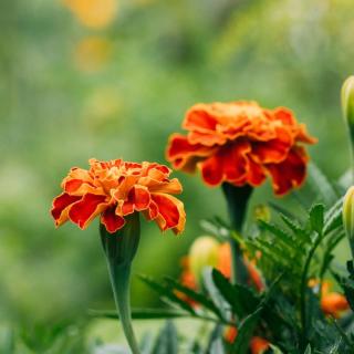 Gewürztagetes