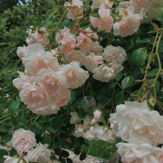 Blüten Rosen