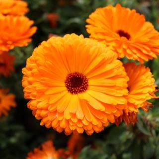 Blüten Calendula