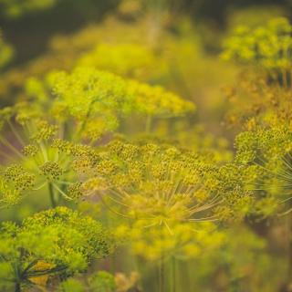 Blüten Dill