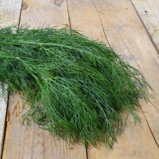 Dill  ´40g+